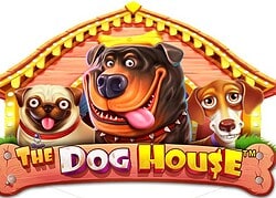 Dog House Split Aces Casino Game